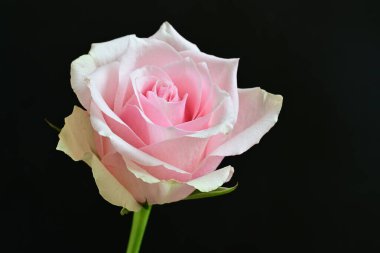 Koyu arkaplanda harika bir gül çiçeği var.