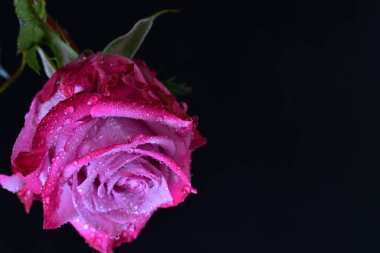 Koyu arkaplanda harika bir gül çiçeği var.