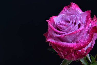 Koyu arkaplanda harika bir gül çiçeği var.