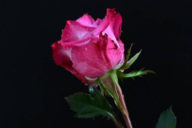 Koyu arkaplanda harika bir gül çiçeği var.