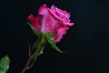 Koyu arkaplanda harika bir gül çiçeği var.