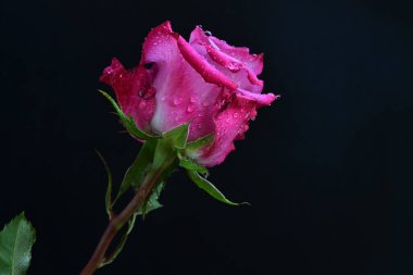 Koyu arkaplanda harika bir gül çiçeği var.