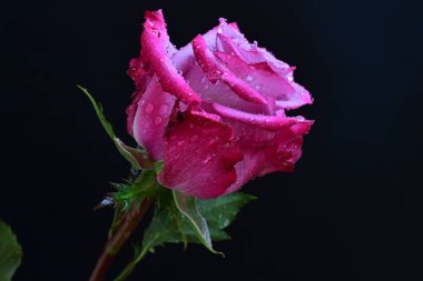 Koyu arkaplanda harika bir gül çiçeği var.