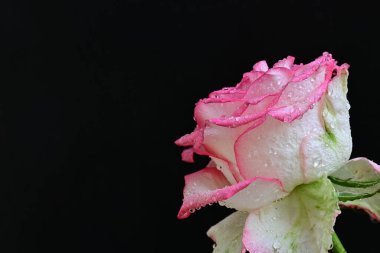 Koyu arkaplanda harika bir gül çiçeği var.