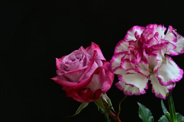 Güzel narin bir gül ve karanfil çiçekleri siyah bir arkaplanda