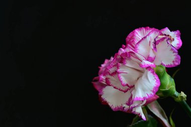 Karanlık arka planda güzel karanfil çiçeği