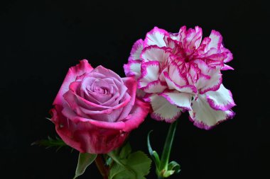 Güzel narin bir gül ve karanfil çiçekleri siyah bir arkaplanda