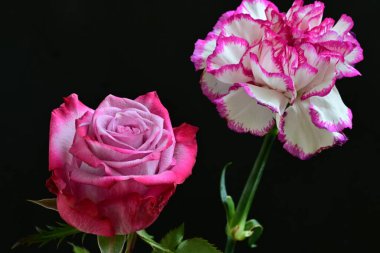 Güzel narin bir gül ve karanfil çiçekleri siyah bir arkaplanda