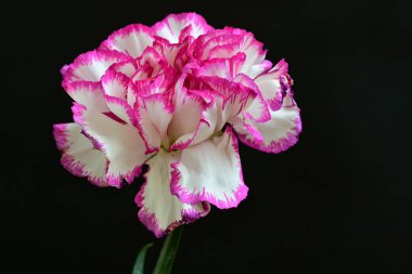 Karanlık arka planda güzel karanfil çiçeği