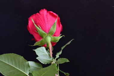 Siyah arkaplanda güzel kırmızı gül çiçeğini kapat. 