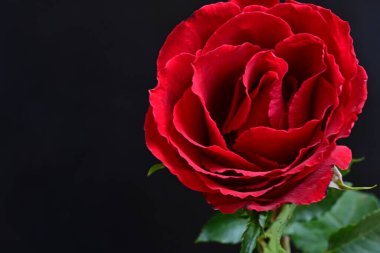 Siyah arkaplanda güzel kırmızı gül çiçeğini kapat. 