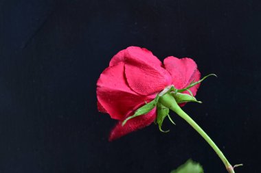 Güzel kırmızı gül siyah arkaplanda, yakın plan 