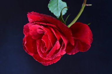 Siyah arkaplanda güzel kırmızı gül çiçeğini kapat. 