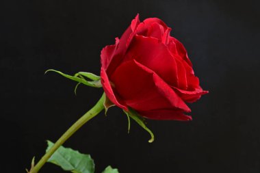 Koyu arkaplanda güzel gül çiçeğini kapat. 