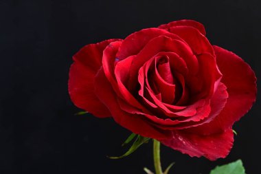 Koyu arkaplanda güzel gül çiçeğini kapat. 