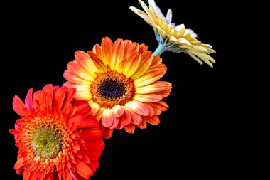 Siyah arka planda güzel Gerbera çiçekleri