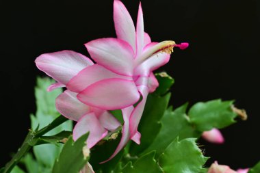 Pembe Schlumbergera çiçeği koyu bulanık arkaplanı kapatır 