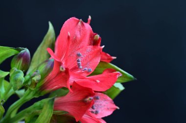 Bahçede Amaryllis 'in arka planında pembe Amaryllis çiçekleri, Amaryllis' in çift çiçekleri, yumuşak odak