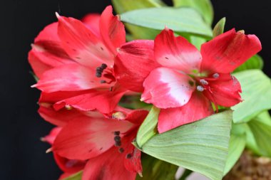 Bahçede Amaryllis 'in arka planında pembe Amaryllis çiçekleri, Amaryllis' in çift çiçekleri, yumuşak odak