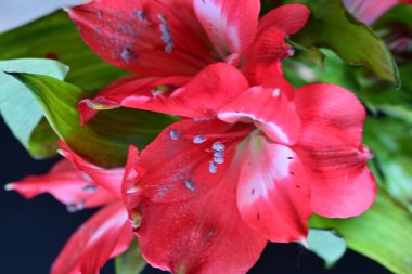 Bahçede Amaryllis 'in arka planında pembe Amaryllis çiçekleri, Amaryllis' in çift çiçekleri, yumuşak odak