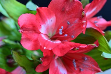 Bahçede Amaryllis 'in arka planında pembe Amaryllis çiçekleri, Amaryllis' in çift çiçekleri, yumuşak odak
