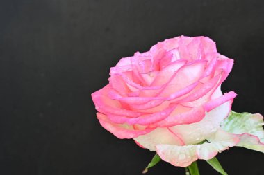 Koyu arkaplanda güzel gül çiçeğini kapat. 