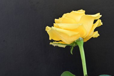 Koyu arkaplanda güzel gül çiçeğini kapat. 