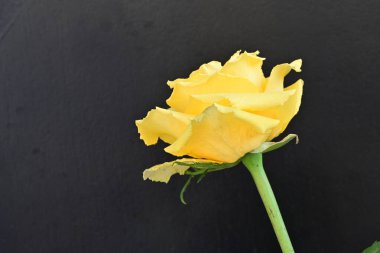 Koyu arkaplanda güzel gül çiçeğini kapat. 