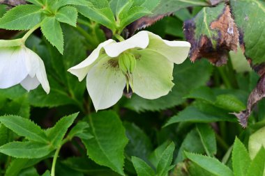 güzel beyaz çiçeklerin bahçede büyüyen 