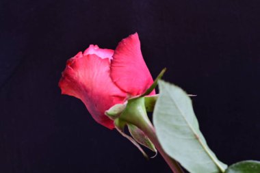 Koyu arkaplanda güzel gül çiçeğini kapat. 