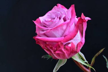 Koyu arkaplanda güzel gül çiçeğini kapat. 