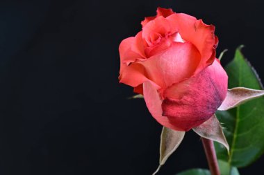 Koyu arkaplanda güzel gül çiçeğini kapat. 