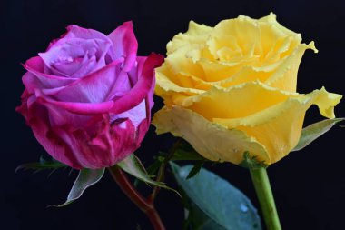 Siyah arka planda iki güzel gül, yakın plan. 