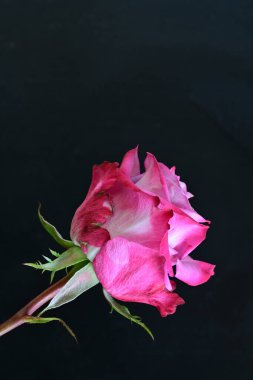 Koyu arkaplanda güzel gül çiçeğini kapat. 