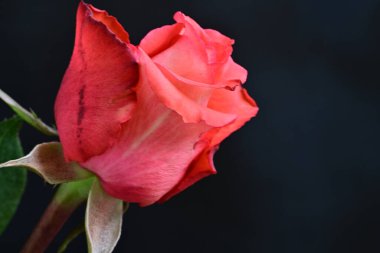 Koyu arkaplanda güzel gül çiçeğini kapat. 