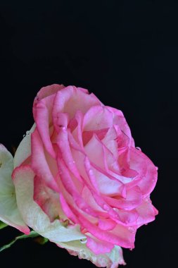 Koyu arkaplanda güzel gül çiçeğini kapat. 