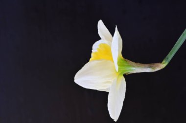 Narcissus ilkbahar çiçeği siyah arkaplanda yakın görünüm 