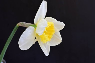 Narcissus ilkbahar çiçeği siyah arkaplanda yakın görünüm 
