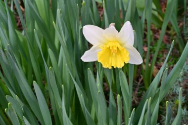 Güzel çiçek açan nergis çiçeklerine yakın çekim, yaz doğa konsepti.