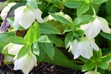 güzel beyaz çiçeklerin bahçede büyüyen 