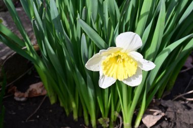 Güzel çiçek açan nergis çiçeklerine yakın çekim, yaz doğa konsepti.