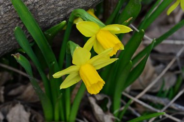 Güzel çiçek açan nergis çiçeklerine yakın çekim, yaz doğa konsepti.