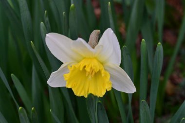 Güzel çiçek açan nergis çiçeklerine yakın çekim, yaz doğa konsepti.