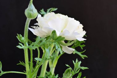 Beyaz ranunculus çiçeği, yakın çekim 