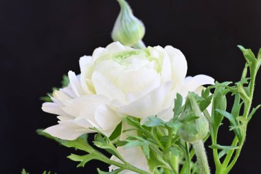 Beyaz ranunculus çiçeği, yakın çekim 