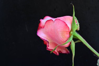 Siyah arka planda güzel pembe bir gül, yakın plan 