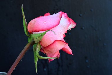 Siyah arka planda güzel pembe bir gül, yakın plan 