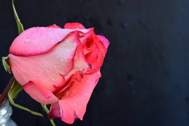 Siyah arka planda güzel pembe bir gül, yakın plan 