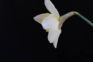 Siyah arkaplanda nergis çiçeği