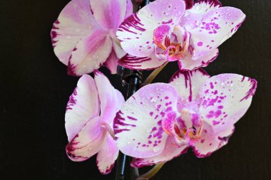Siyah arka planda güzel pembe orkide çiçekleri